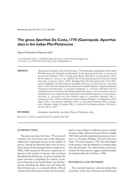 (Gastropoda Aporrhaidae) in the - Biodiversity Journal