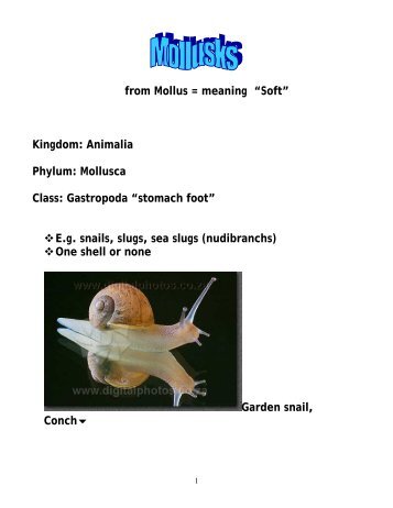 from Mollus = meaning âSoftâ Kingdom: Animalia Phylum: Mollusca ...
