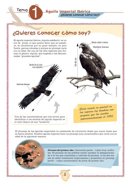 Ãguila Imperial IbÃ©rica - SEO/BirdLife