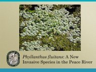 Phyllanthus fluitans - Florida Invasive Species Partnership