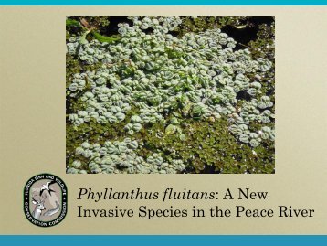 Phyllanthus fluitans - Florida Invasive Species Partnership