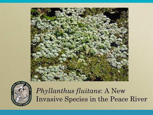 Phyllanthus fluitans - Florida Invasive Species Partnership