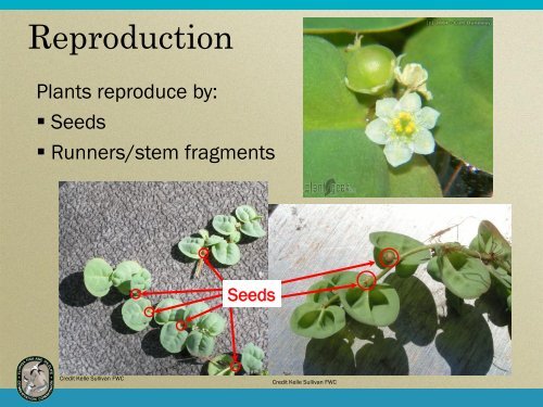 Phyllanthus fluitans - Florida Invasive Species Partnership