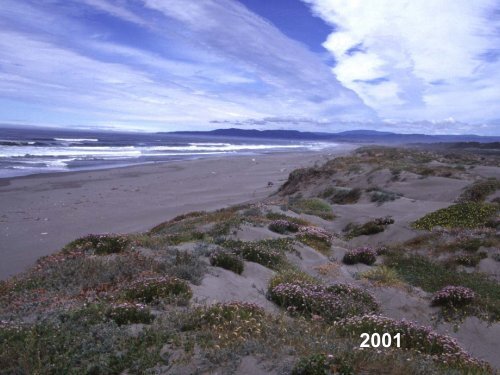 A Decade of Dune Restoration at the Lanphere Dunes - Cal-IPC