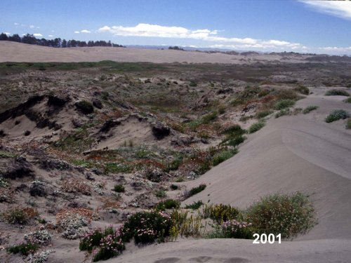 A Decade of Dune Restoration at the Lanphere Dunes - Cal-IPC
