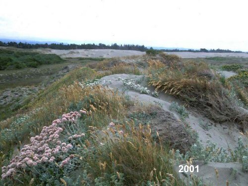 A Decade of Dune Restoration at the Lanphere Dunes - Cal-IPC