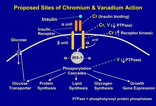 Lessons from Micronutrient Studies in Patients with Glucose ...