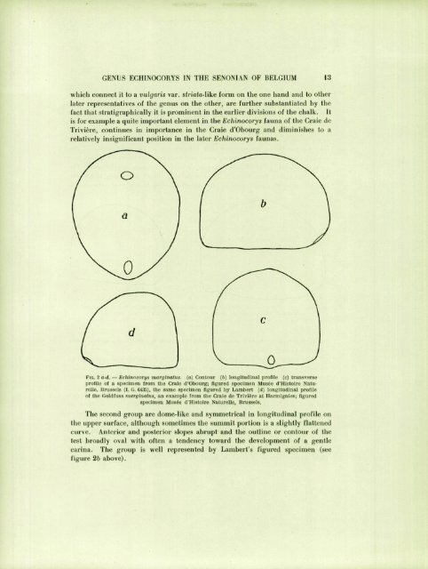 ECIIINOID GENUS ECHINOCOIÎYS