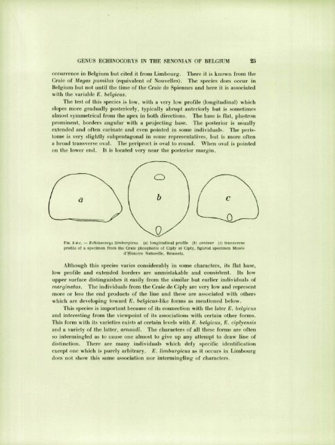 ECIIINOID GENUS ECHINOCOIÎYS