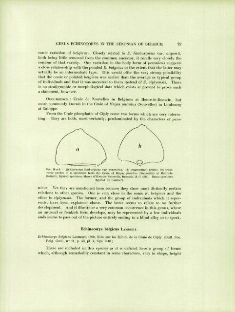 ECIIINOID GENUS ECHINOCOIÎYS