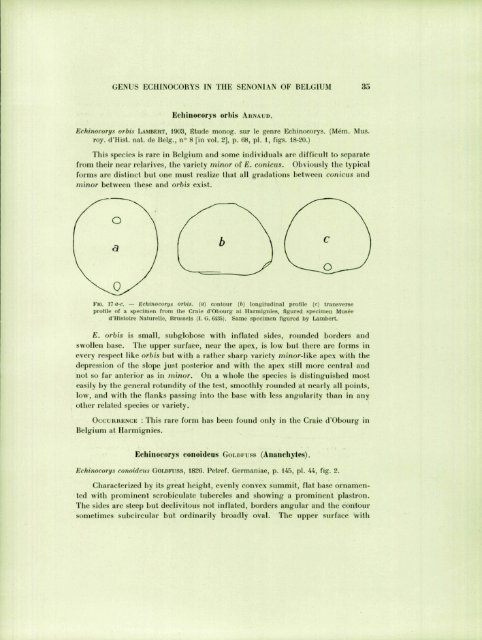 ECIIINOID GENUS ECHINOCOIÎYS