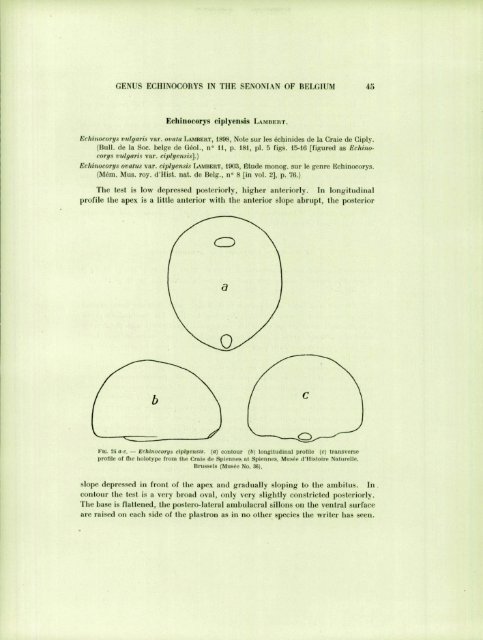 ECIIINOID GENUS ECHINOCOIÎYS