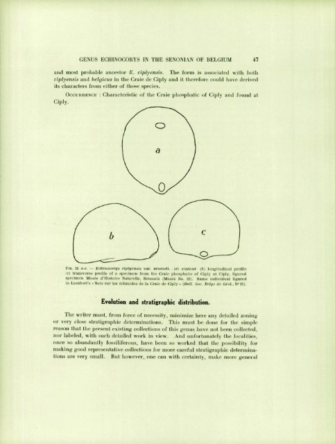 ECIIINOID GENUS ECHINOCOIÎYS