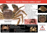 Have you seen a Chinese mitten crab?