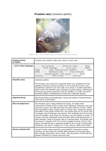 Prussian carp (Carassius gibelio)