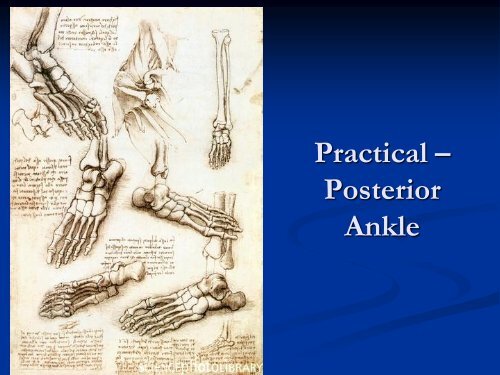 Diagnostic Ultrasound of the Ankle and Foot