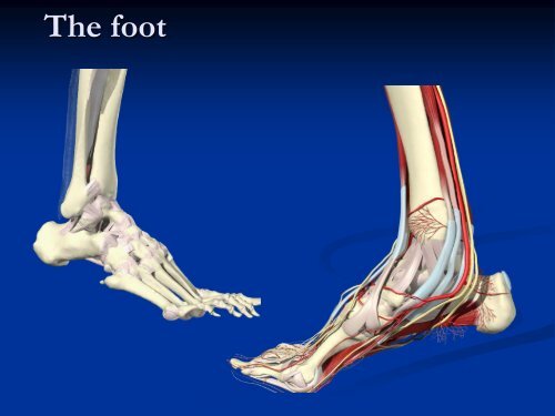 Diagnostic Ultrasound of the Ankle and Foot