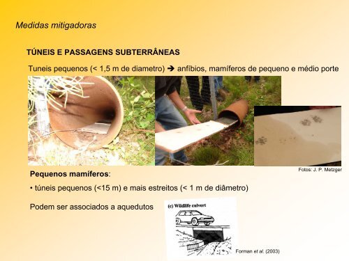 impactos de estradas - Departamento de Ecologia