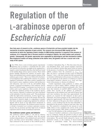 Regulation of the L-arabinose operon of Escherichia coli