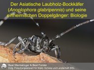 Der Asiatische Laubholz-Bockkäfer (Anoplophora glabripennis) und ...