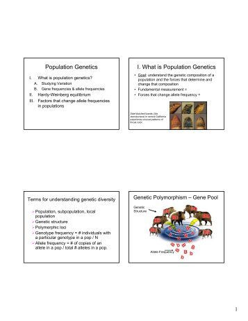 Population Genetics I. What is Population Genetics