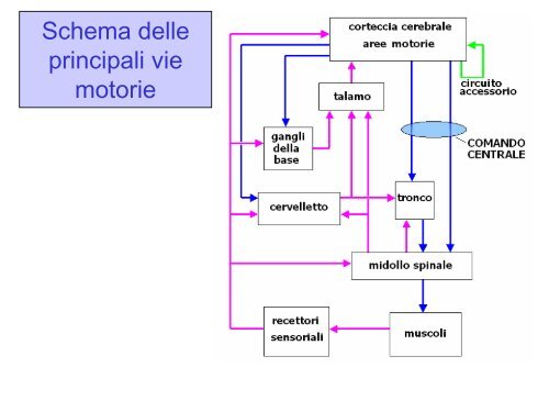 LEZ III ANNO Il controllo motorio.pdf - FISIOTERAPIA-Pavia