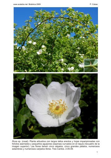 Rosa sp. (rosal). Planta arbustiva con largos tallos erectos y hojas ...