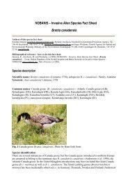 Branta canadensis - NOBANIS