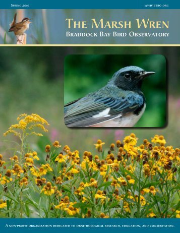 Spring 2010 - Braddock Bay Bird Observatory