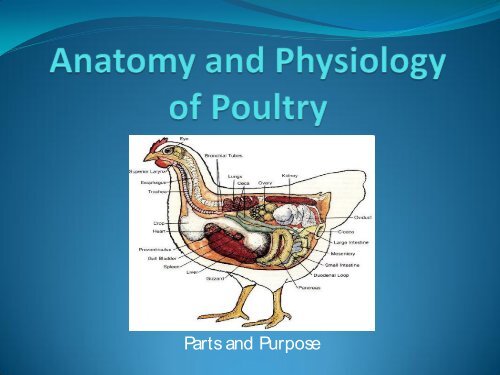 Anatomy and Physiology of Poultry - U.S. Poultry and Egg Association