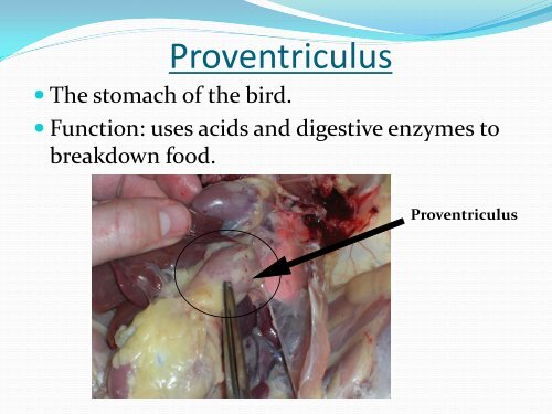 Anatomy and Physiology of Poultry - U.S. Poultry and Egg Association