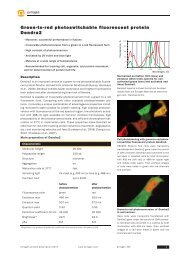 Green to red photoswitchable fluorescent protein Dendra2 - Evrogen