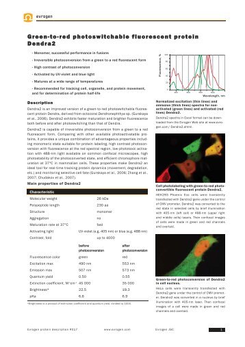 Green to red photoswitchable fluorescent protein Dendra2 - Evrogen