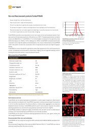 Far-red fluorescent protein TurboFP635 - Evrogen