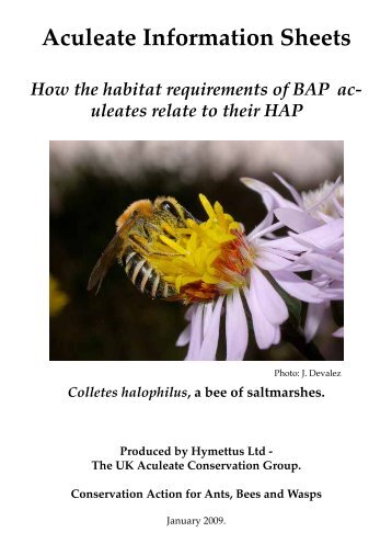 Colletes halophilus - Hymettus