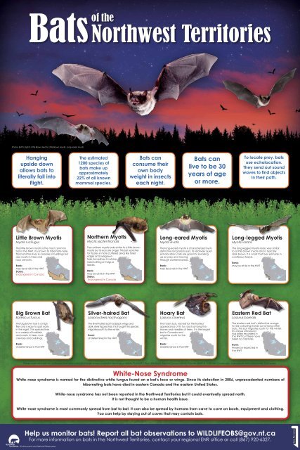 Bats of the NWT poster