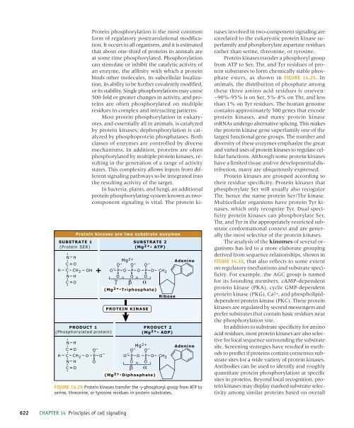 Principles of cell signaling - UT Southwestern