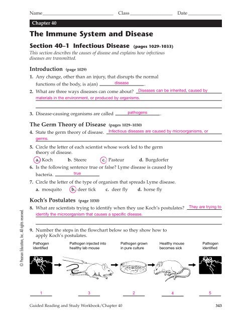 Immune System Flow Chart Answers