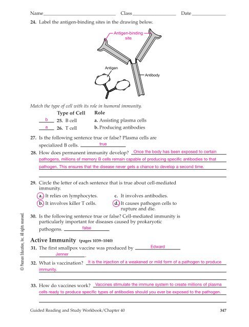 chapter-24-the-immune-system-and-disease-worksheet-answers-ivuyteq