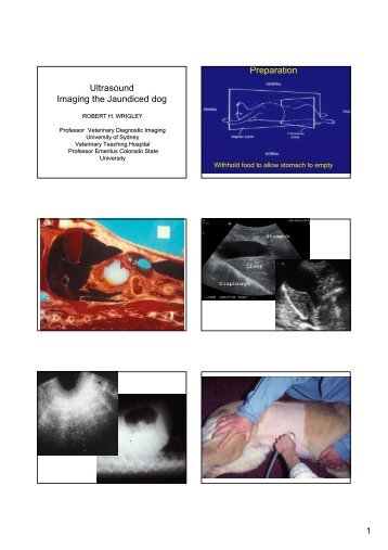 Ultrasound Imaging the Jaundiced dog Preparation - Australian ...