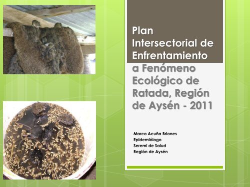 FenÃ³meno de Ratada 2011 - SEREMI de Salud RegiÃ³n del BiobÃ­o.
