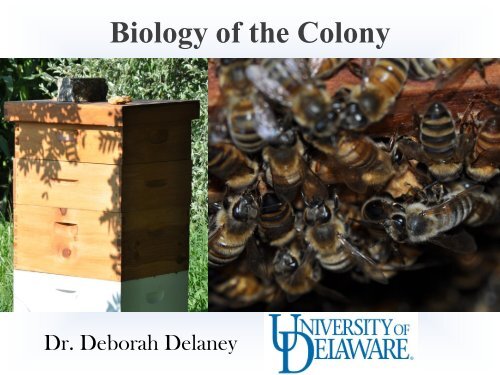 Biology of the Colony