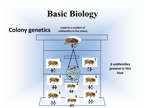 Biology of the Colony