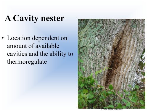 Biology of the Colony