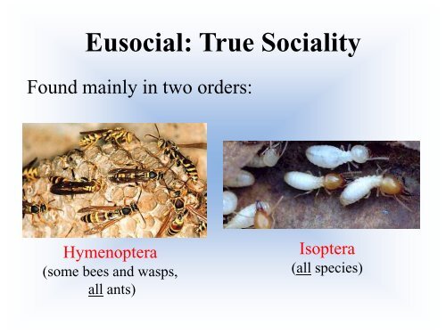 Biology of the Colony