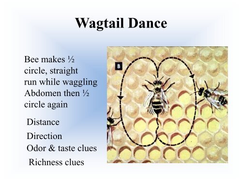 Biology of the Colony