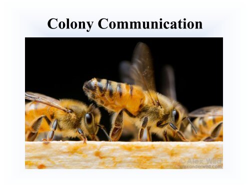 Biology of the Colony
