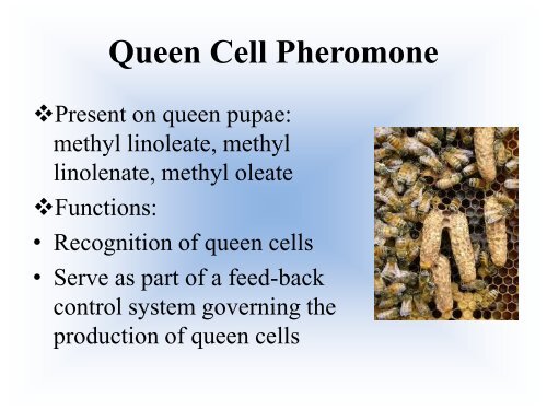 Biology of the Colony