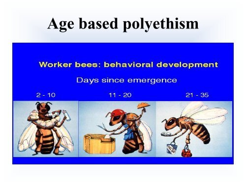 Biology of the Colony