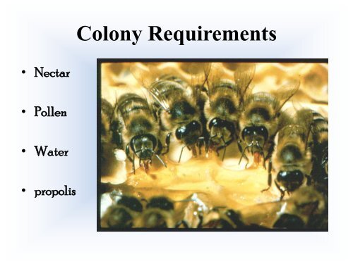 Biology of the Colony